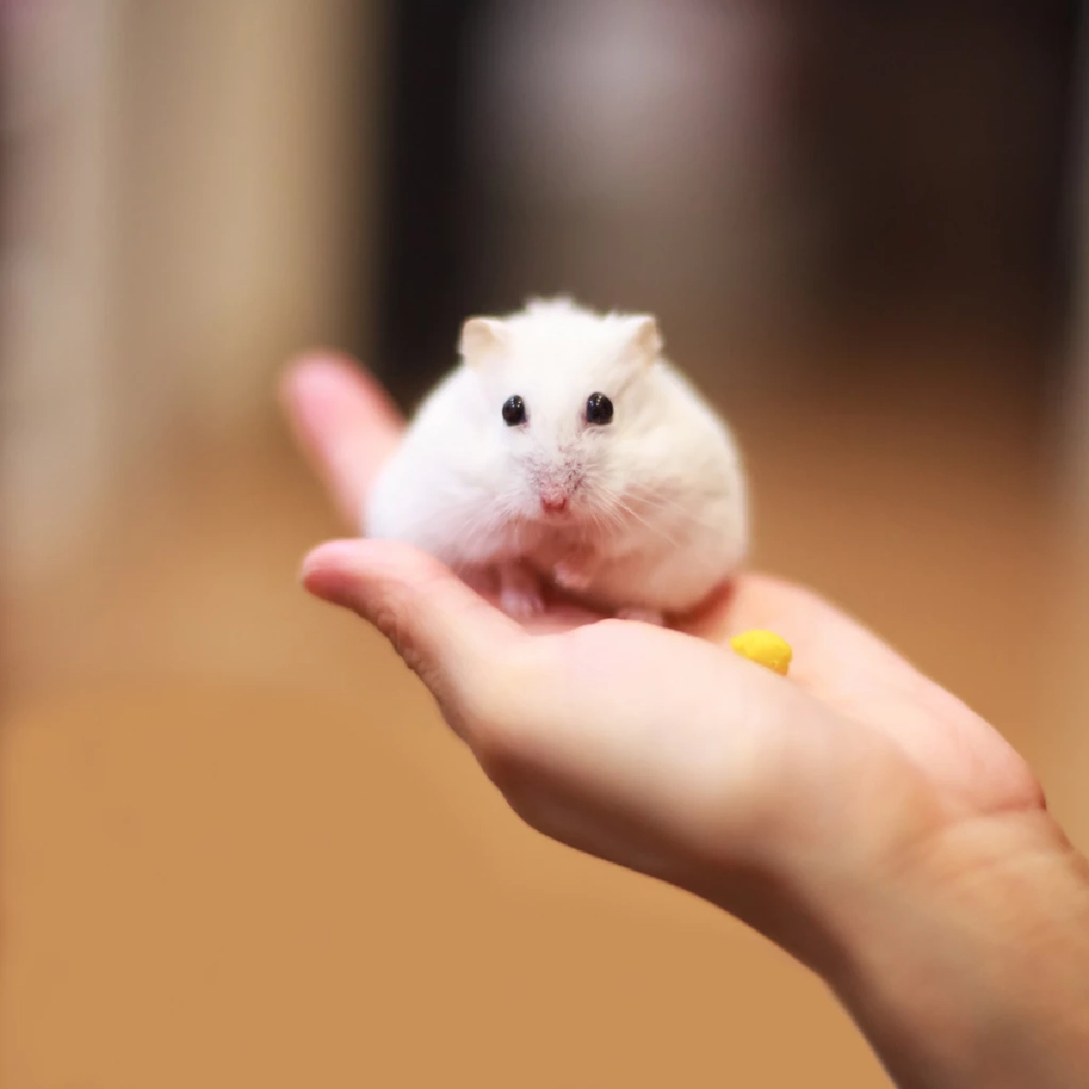 ทำไมหนูแฮมสเตอร์ชอบวิ่งบนลู่วิ่ง? ออกกำลังกาย หรือ สัญชาตญาณ