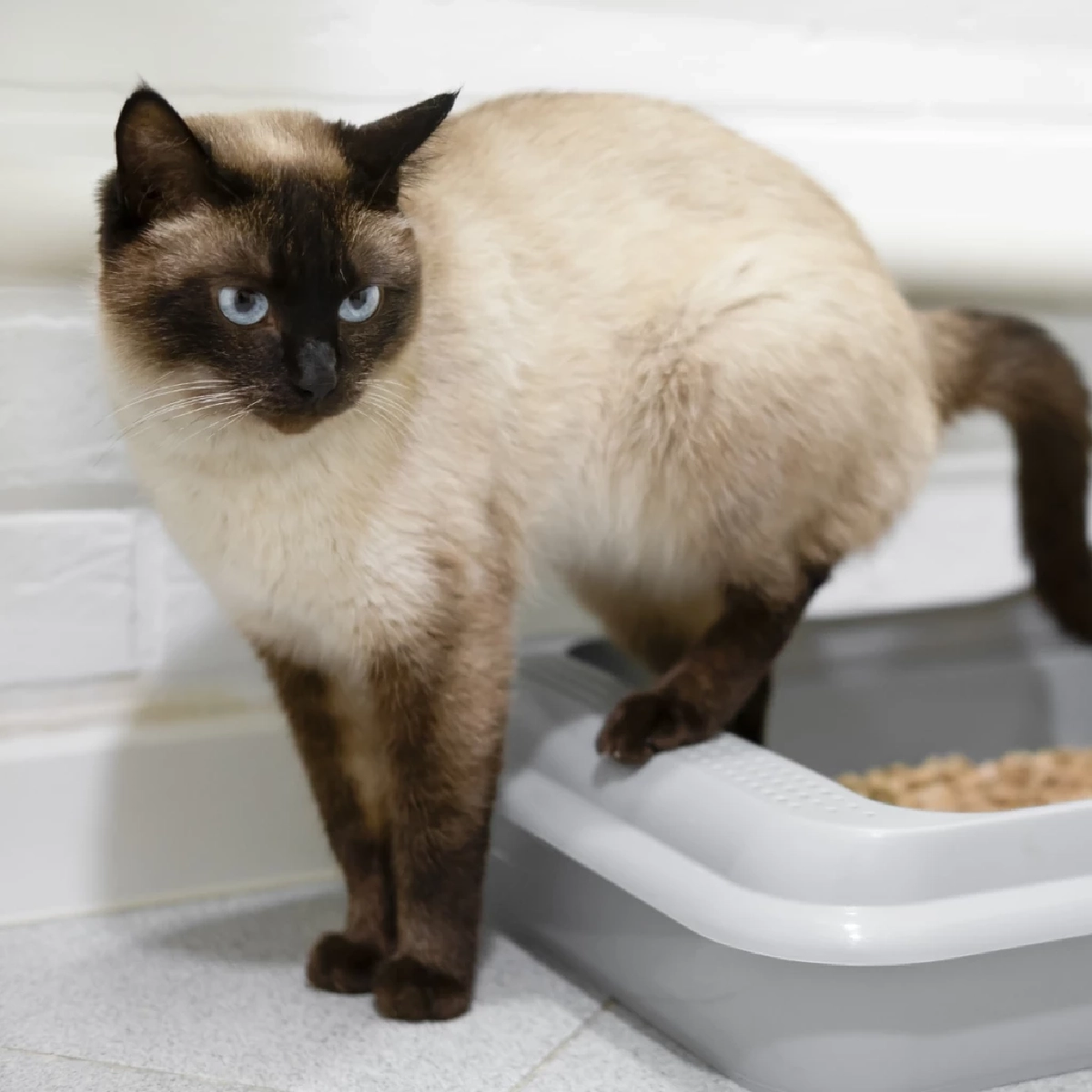 10 วิธีดับกลิ่นฉี่และอึแมวให้หมดจด ปลอดกลิ่นรบกวนในบ้าน