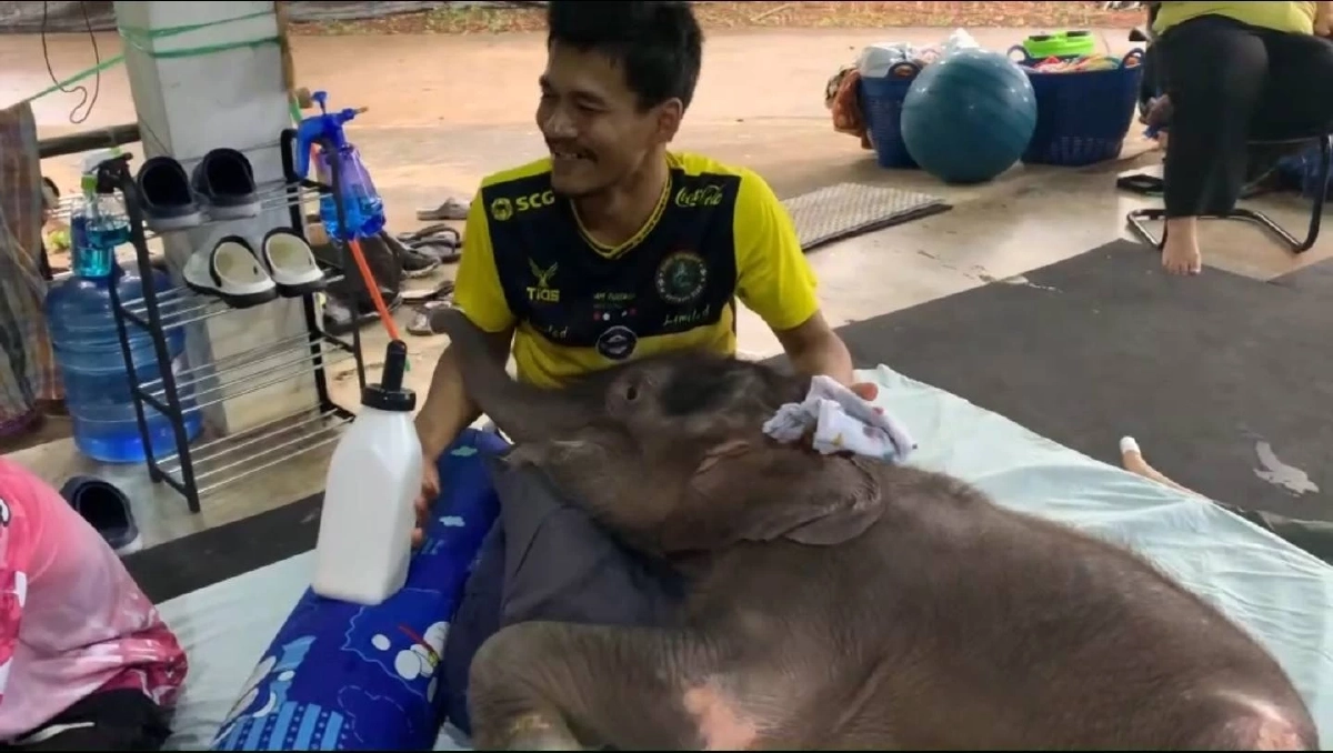 \"ข้าวต้ม\"ลูกช้างป่า เจอวิกฤตน้ำตาลตก อาการน่าเป็นห่วง