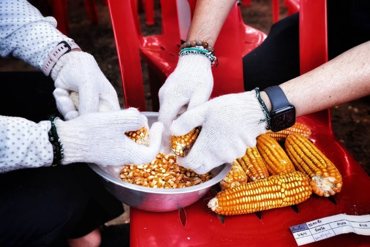 ลงพื้นที่ Crop Cutting เพชรบูรณ์ \"สศก.\"ยันหลักข้อมูลสถิติการเกษตรตรวจสอบได้