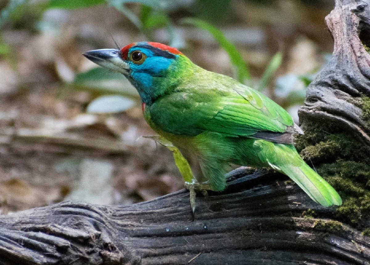 นกโพระดกคอสีฟ้า แห่งผืนป่าอุทยานแห่งชาติตากสินมหาราช