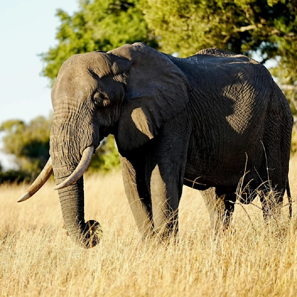 เผยความลับ &quot;งาช้าง&quot; ข้อเท็จจริงทางกายภาพ กฎหมาย และความเชื่อของช้างไทย