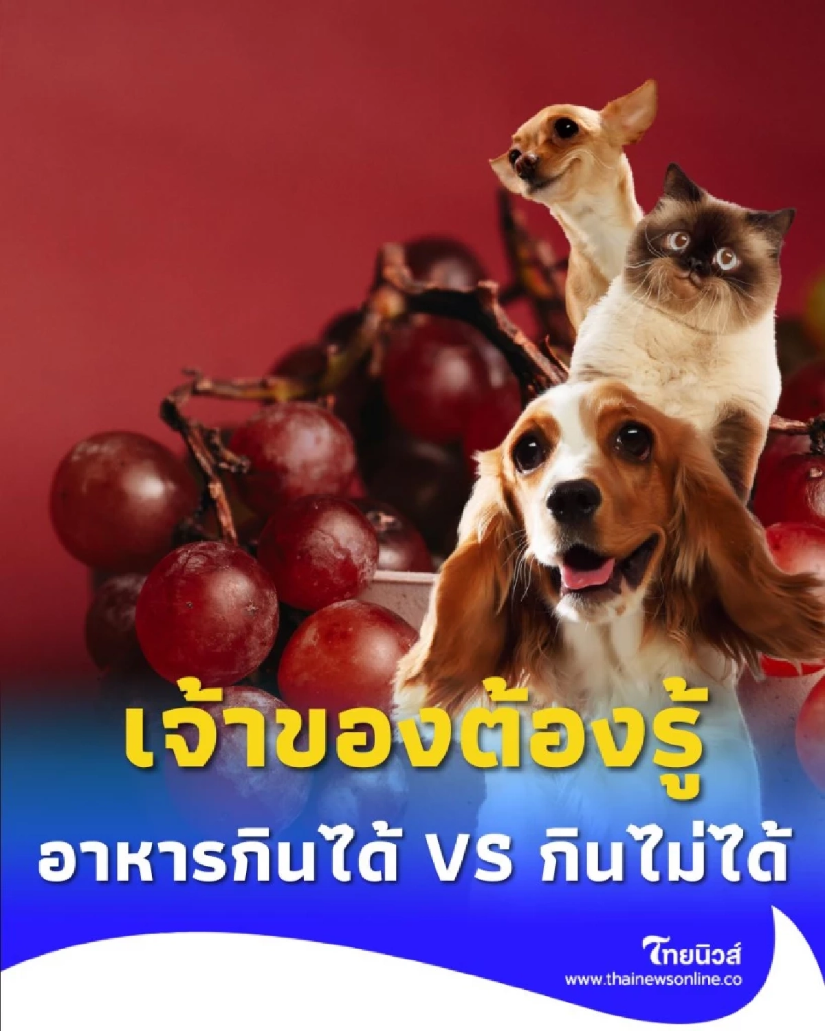 เช็กลิสต์ อาหารกินได้ VS กินไม่ได้ เจ้าของต้องรู้ ห้ามพลาดแม้แต่คำเดียว