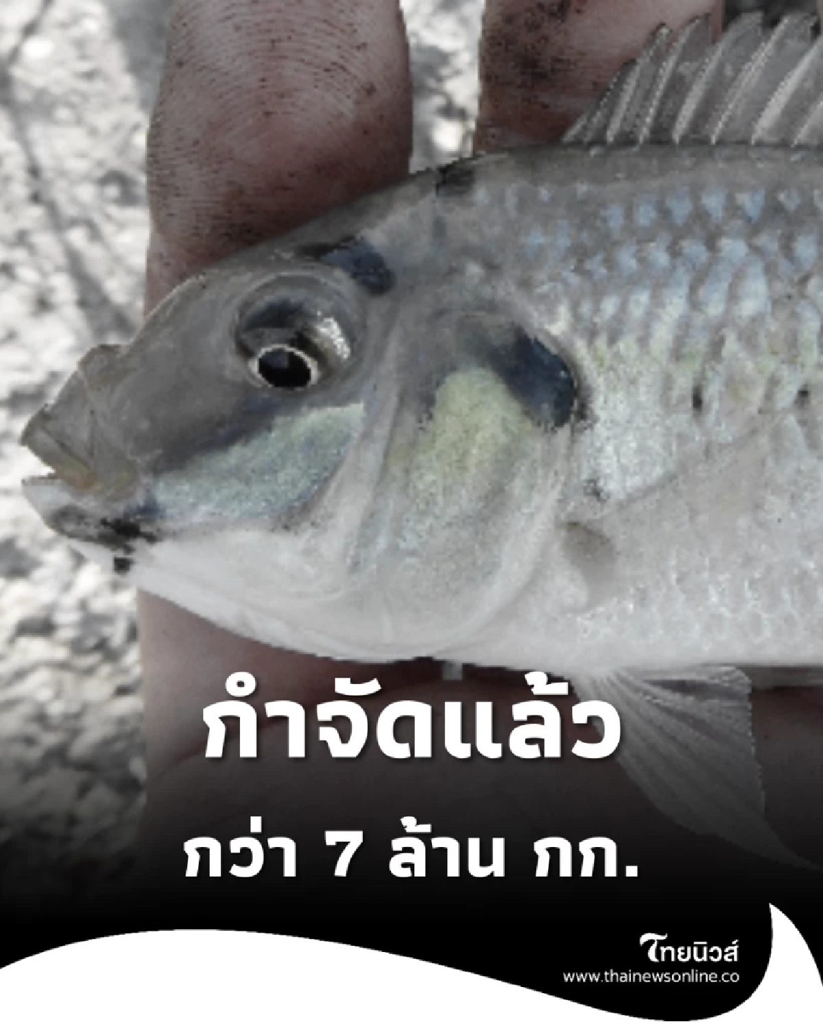 กรมประมงเผยคืบหน้า กำจัดปลาหมอคางดำทั่วประเทศแล้วกว่า 7 ล้านกก.