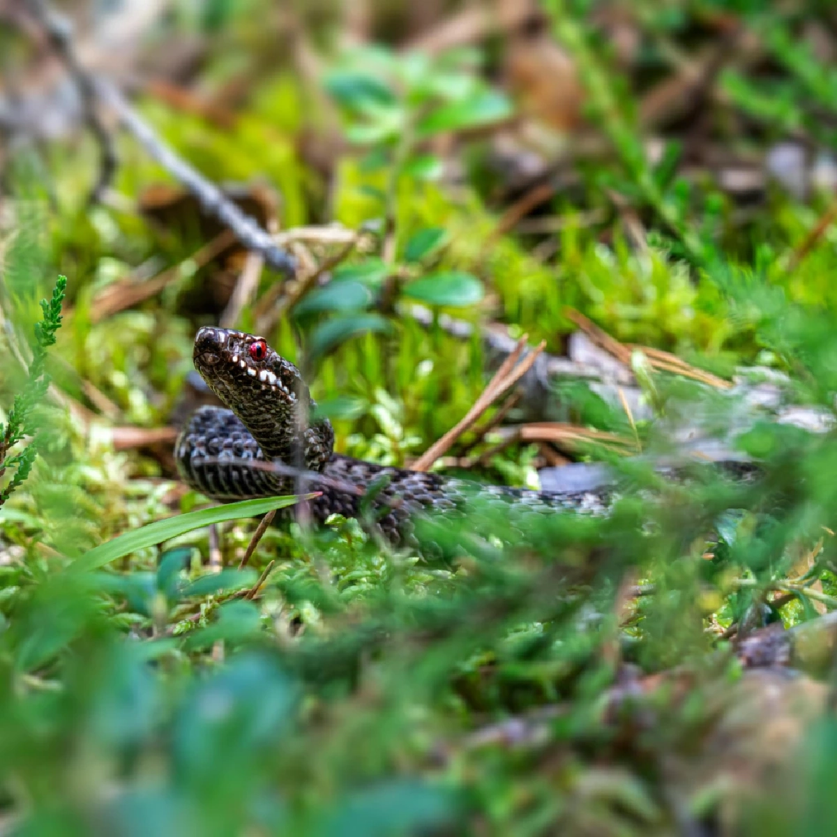 ไขความจริง “ต้นไม้ที่ดึงดูดงู” พร้อมแนวทางป้องกันงูเข้าบ้านอย่างได้ผล