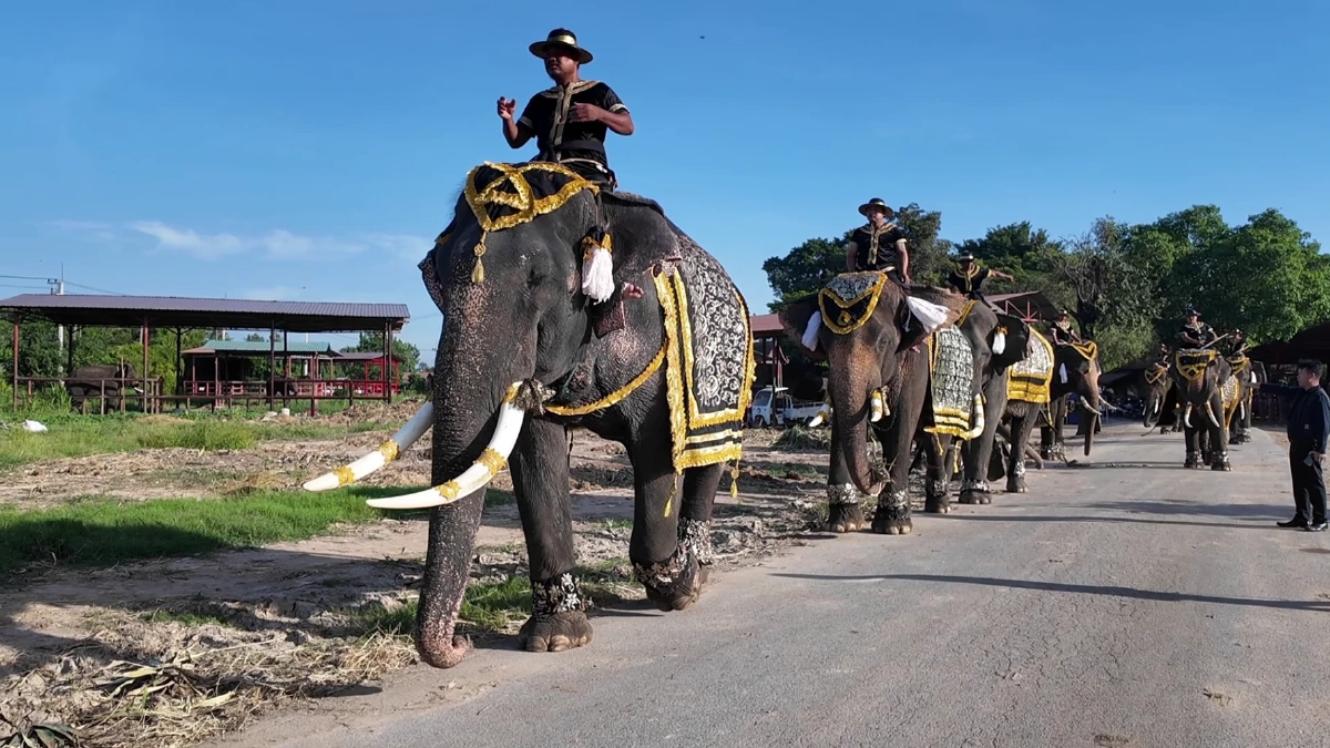 วังช้างอยุธยานำช้าง 9 เชือก หมอบกราบถวายความอาลัยพระพันปีหลวง