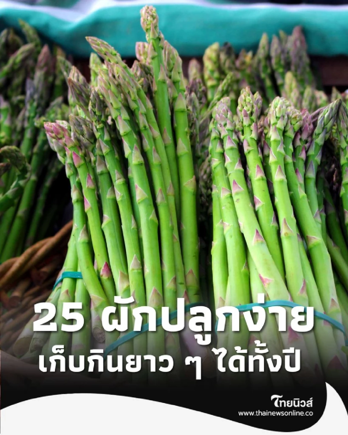 25 ผักปลูกง่าย เก็บกินได้ทั้งปี มีอะไรบ้าง วันนี้มีคำตอบ