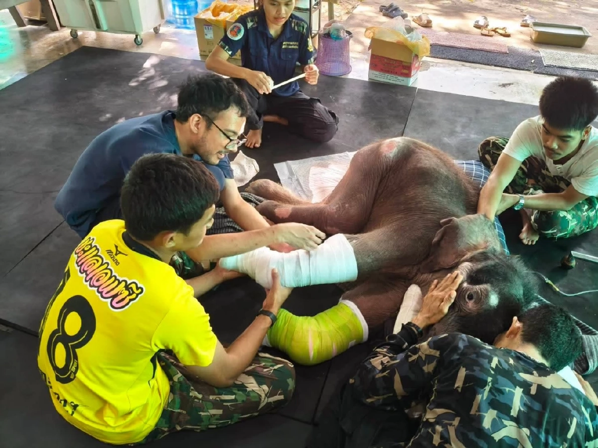 “พังข้าวต้ม” ลูกช้างป่าพลัดหลง ฟื้นตัวดีขึ้นต่อเนื่อง! ทีมสัตวแพทย์เผยเริ่มยืนได้เองแล้ว