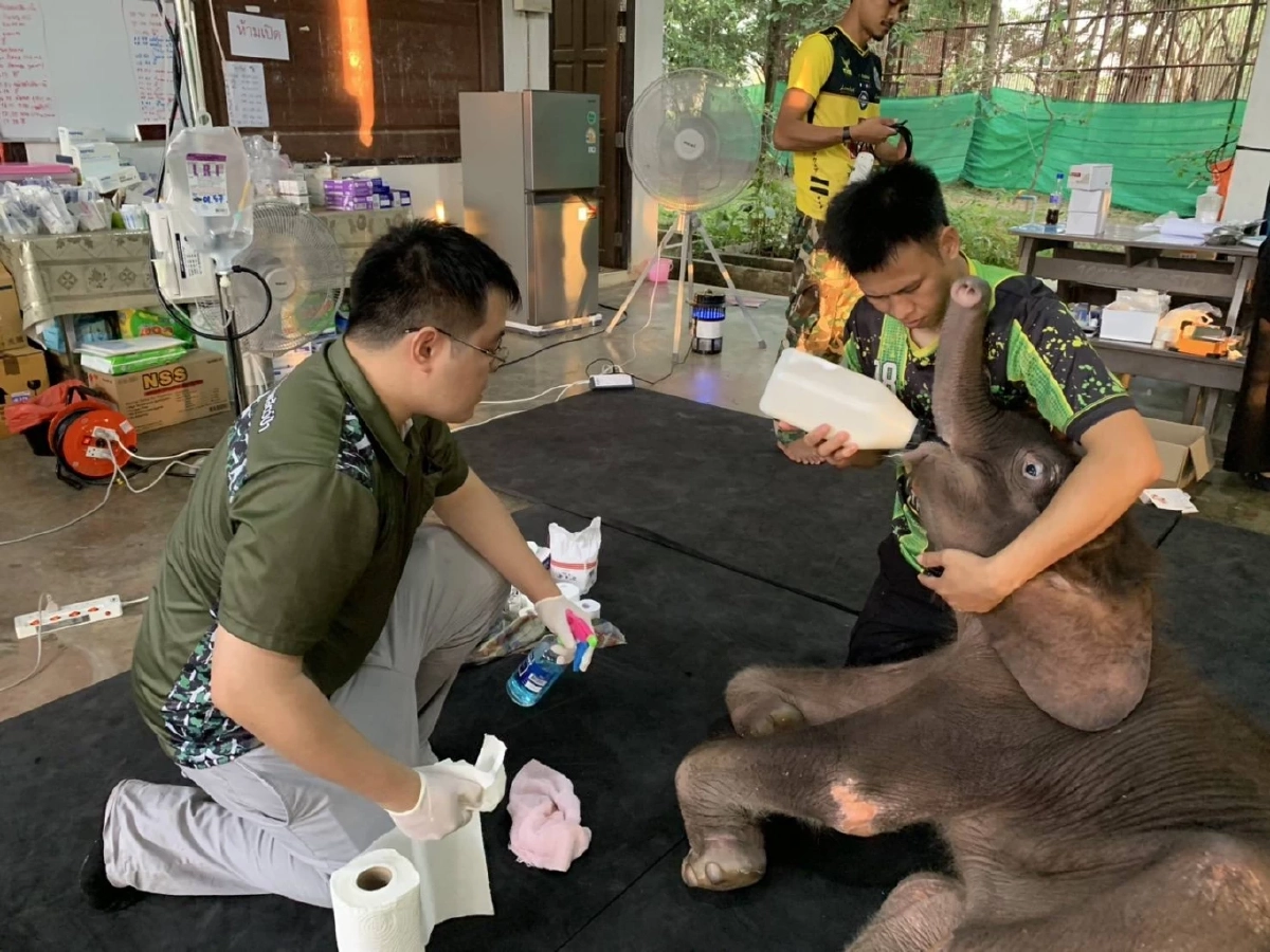 ข้าวต้ม อาการดีขึ้นต่อเนื่อง ทีมสัตวแพทย์เผยกำลังขาแข็งแรงขึ้น