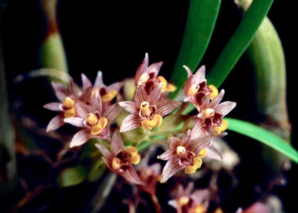 นิมมานรดี / ขอบคุณภาพ @สวนพฤกษศาสตร์สมเด็จพระนางเจ้าสิริกิติ์