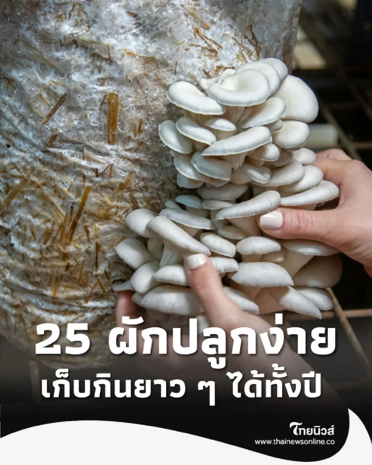 25 ผักปลูกง่าย เก็บกินได้ทั้งปี มีอะไรบ้าง วันนี้มีคำตอบ