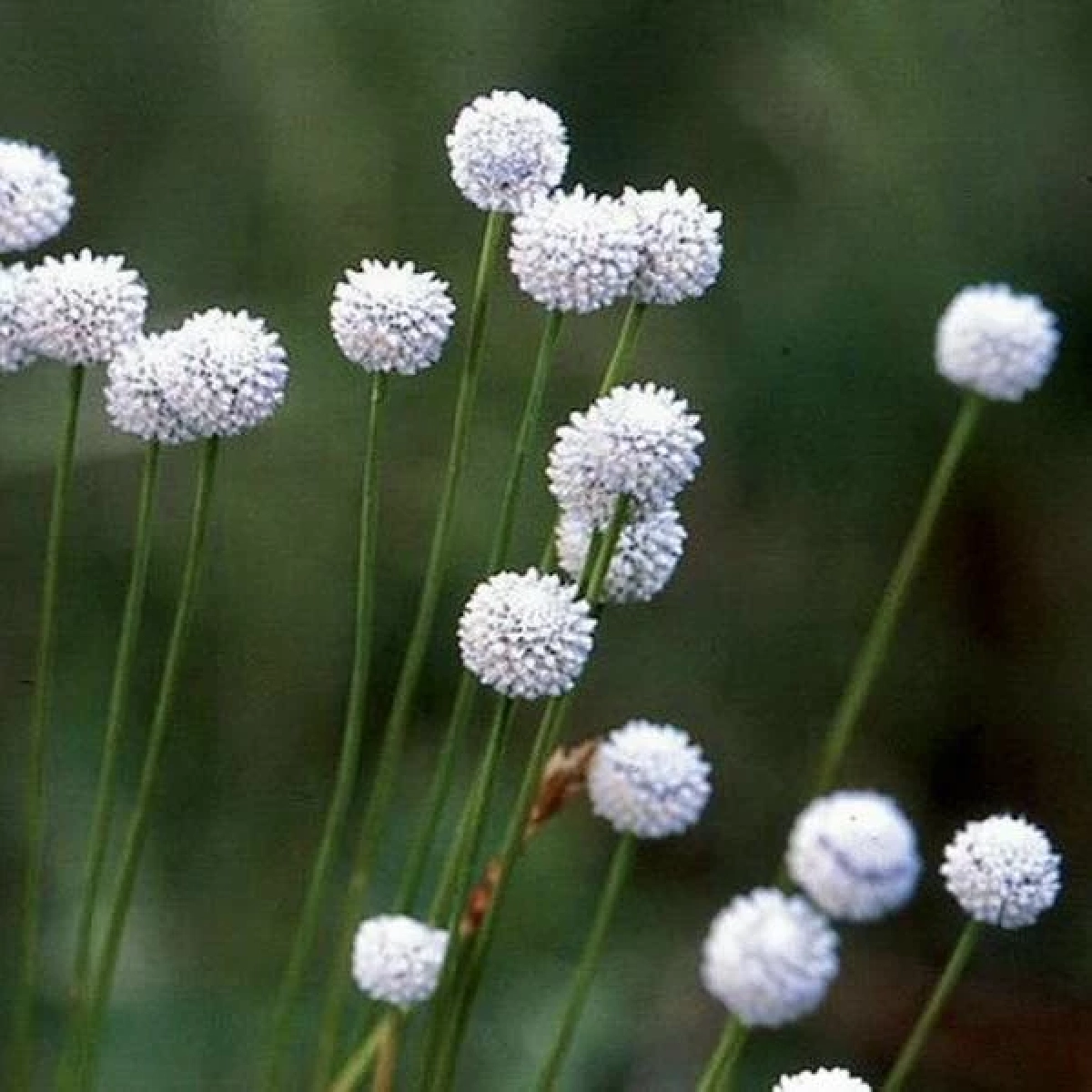 มณีเทวา / ขอบคุณภาพ @สวนพฤกษศาสตร์สมเด็จพระนางเจ้าสิริกิติ์