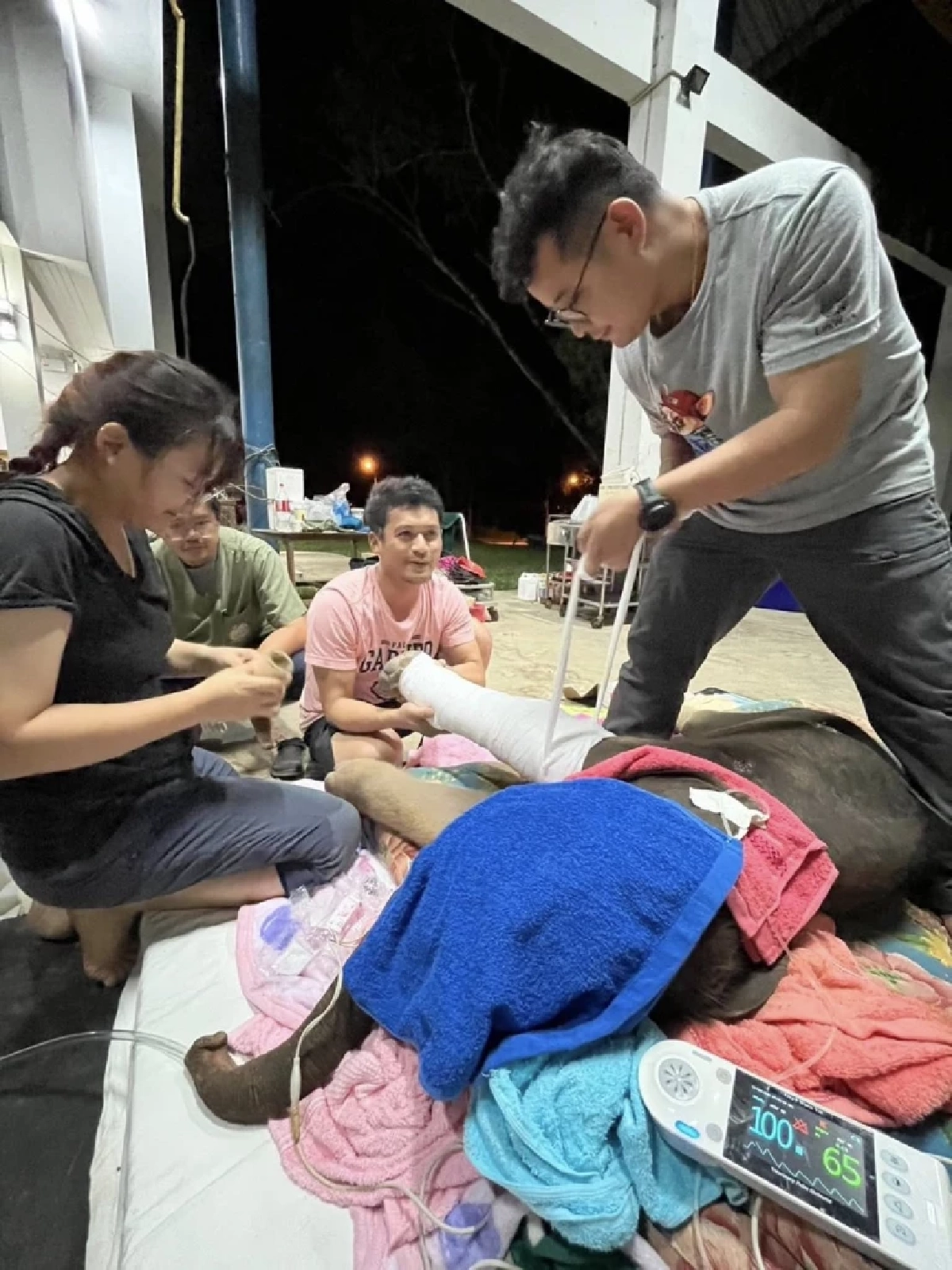 ลูกช้างป่าเพศผู้ อายุเพียง 1 วัน ถูกแม่ช้างทำร้ายจนได้รับบาดเจ็บ