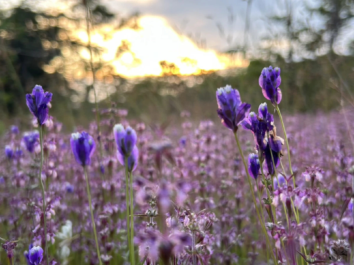 ดุสิตา / ขอบคุณภาพ @ สำนักอุทยานแห่งชาติ