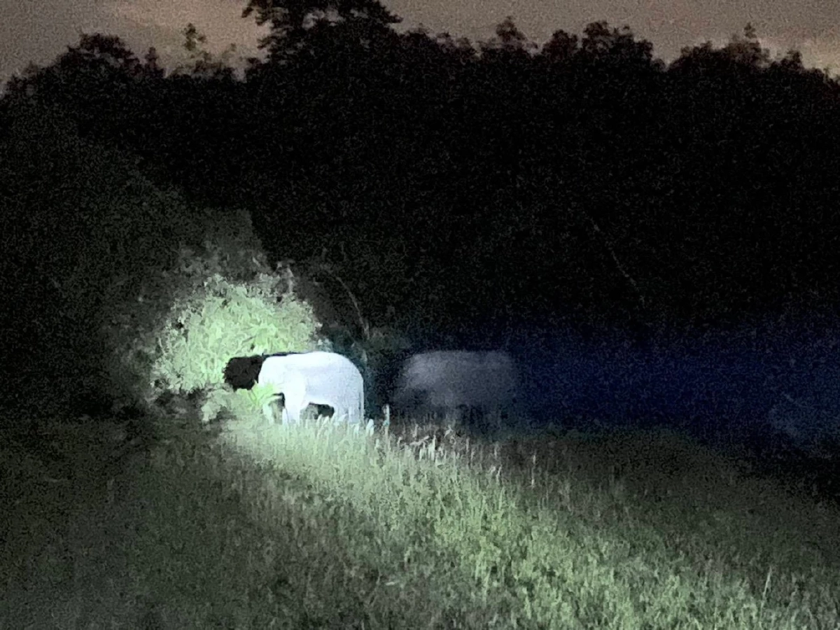 อุทยานฯ สันกาลาคีรีร่วม ตชด. และชาวบ้าน ผลักดันช้างป่า 3 ตัว