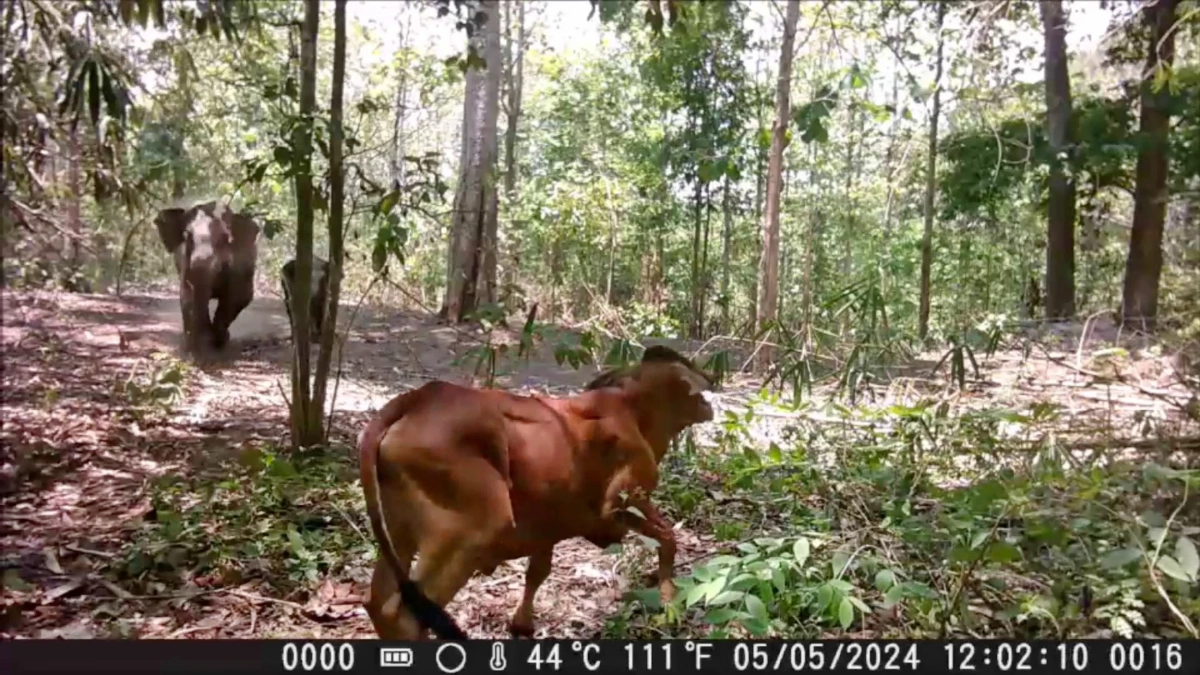 กรมอุทยานฯ ผุดแนวคิด ใช้วัคซีนคุมกำเนิดช้างป่าตะวันออก