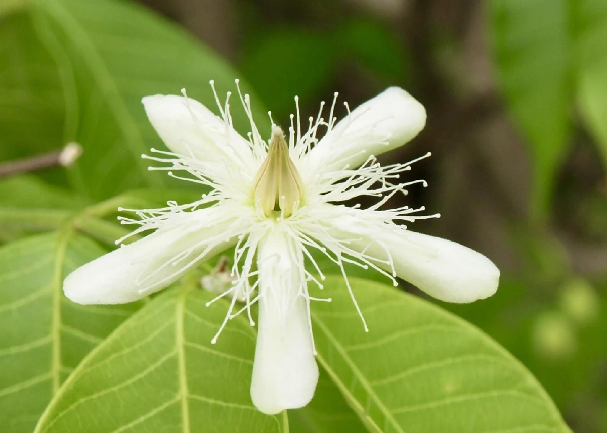 โมกราชินี / ขอบคุณภาพ @สวนพฤกษศาสตร์สมเด็จพระนางเจ้าสิริกิติ์