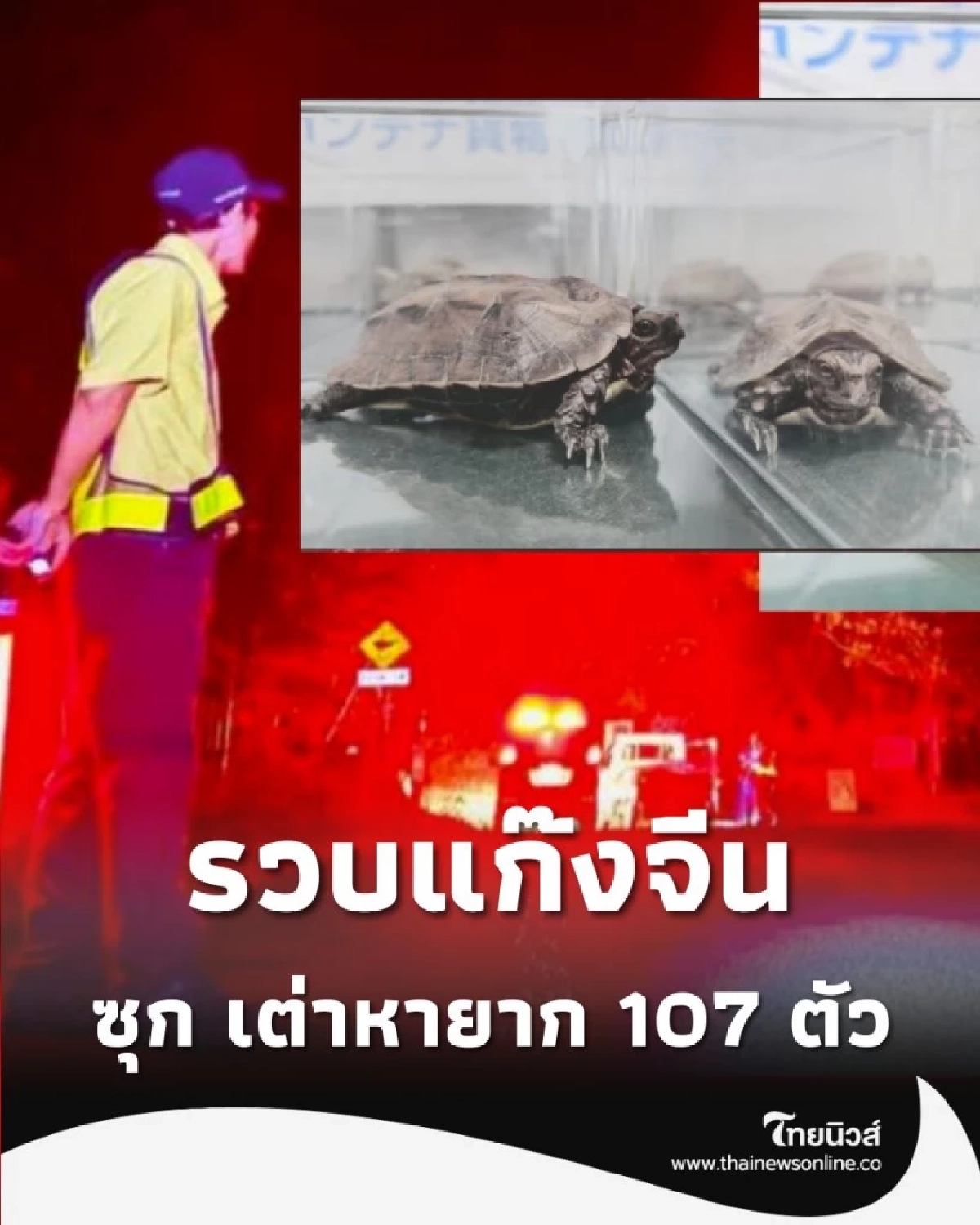 ช็อกโอกินาวะ รวบแก๊งจีน ซุก เต่าหายาก 107 ตัว ในกล่องบิสกิต