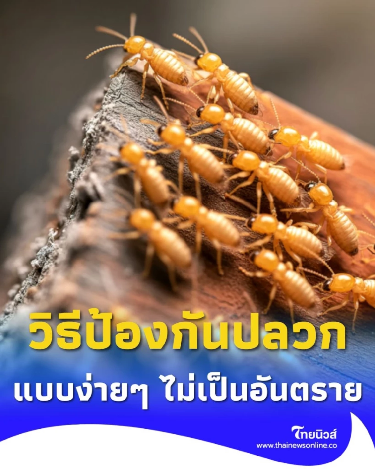 วิธีป้องกันปลวกแบบง่ายๆ และไม่เป็นอันตรายกับคนและสัตว์เล็ก