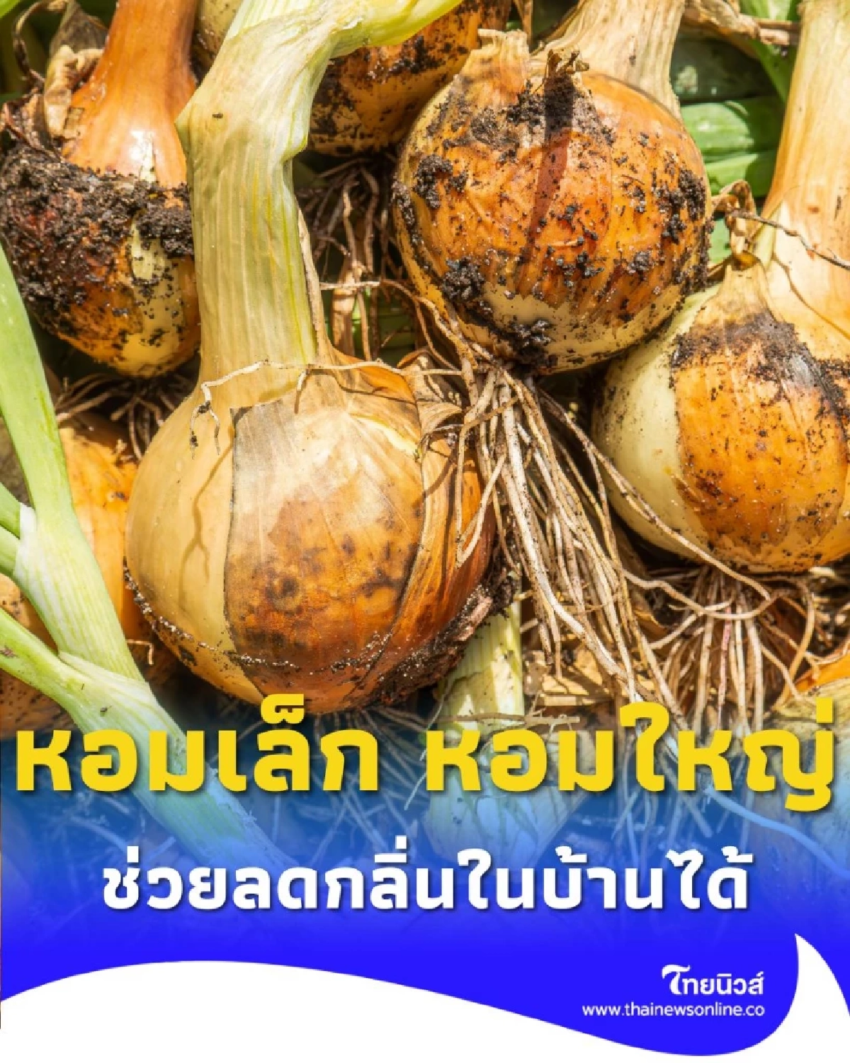 แม่บ้านบอกเอง หอมเล็ก หอมใหญ่ นอกจากทำอาหารแล้วมีประโยชน์อะไรได้อีก