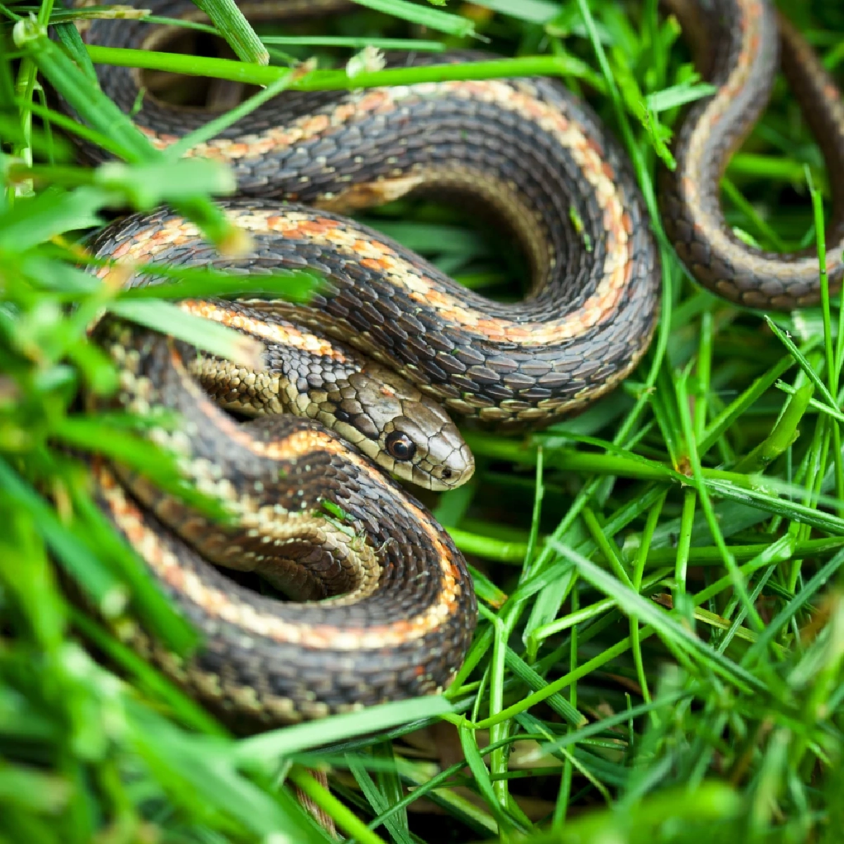 ไขความจริง “ต้นไม้ที่ดึงดูดงู” พร้อมแนวทางป้องกันงูเข้าบ้านอย่างได้ผล