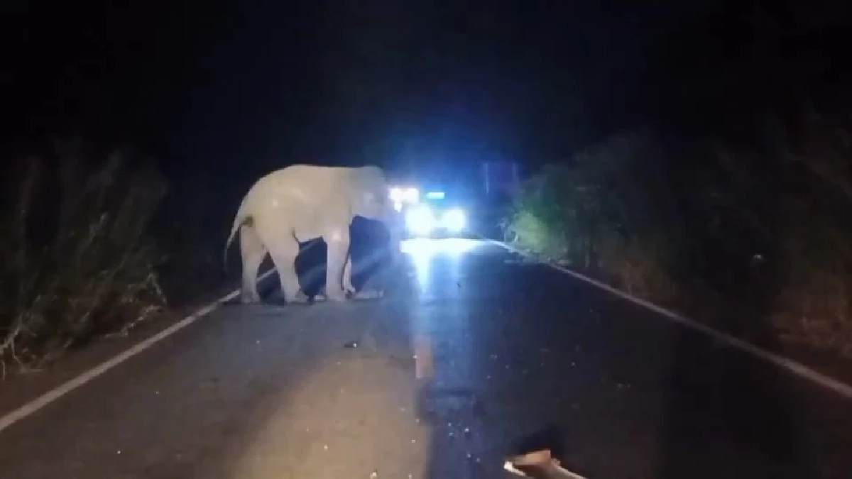 ติดตามอาการช้างป่าเขาอ่างฤาไน หลังถูกรถกู้ภัยชนได้รับบาดเจ็บ