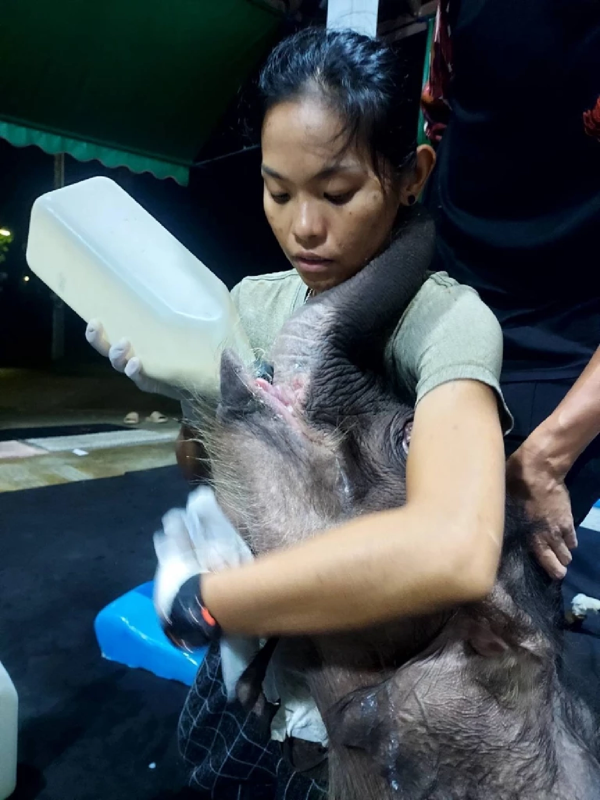 ลูกช้าง “พังข้าวต้ม” ยังไม่พ้นวิกฤต! ทีมสัตวแพทย์เฝ้า 24 ชม. หลังพบภาวะน้ำตาลต่ำ