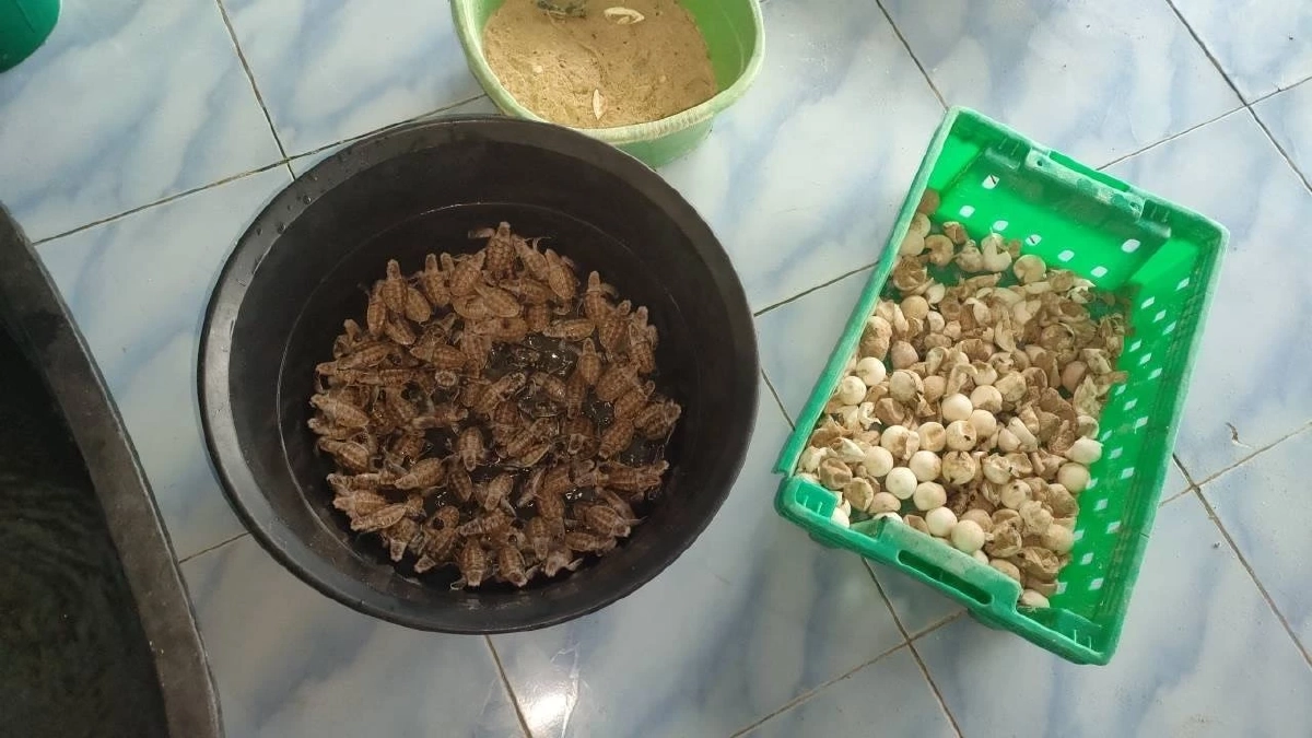 อ่าวสยามเฮ! ลูกเต่ากระ 101 ตัวฟักตัวสำเร็จ รังที่ 21 สะท้อนความสำเร็จการอนุรักษ์เต่าทะเล