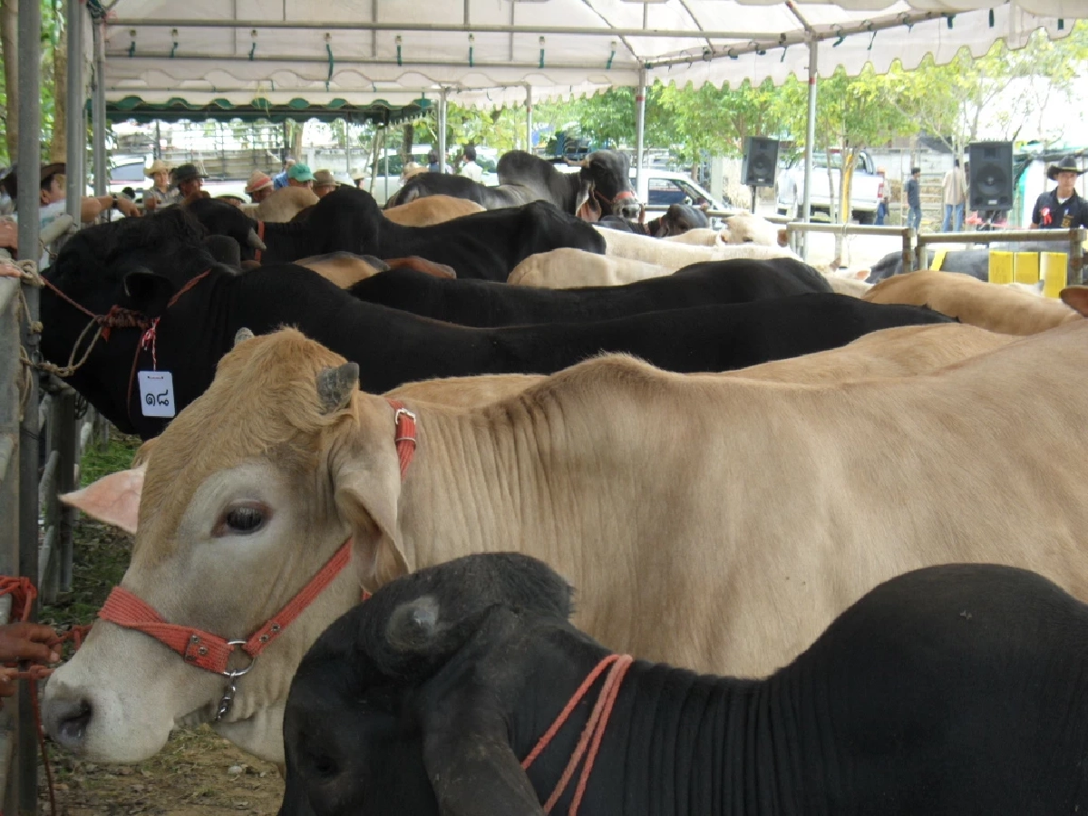 โคไทยต้องรอด ลุยไอเดีย คนไทยกินเนื้อโคไทย กู้วิฤติราคาตกต่ำ