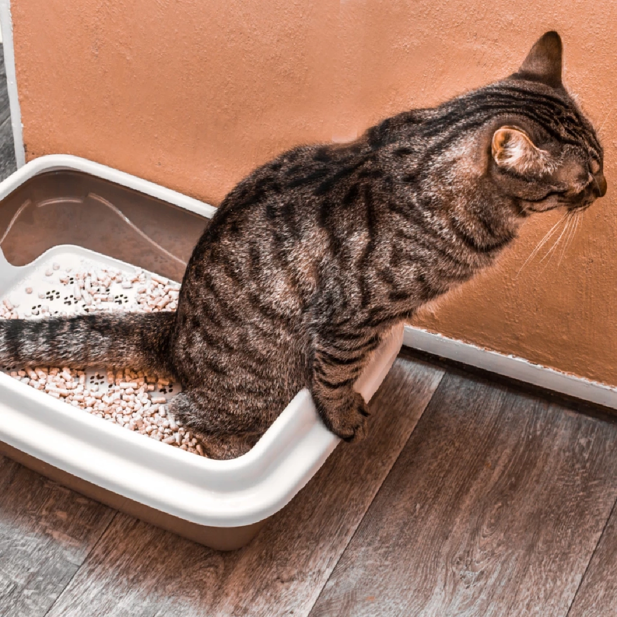 10 วิธีดับกลิ่นฉี่และอึแมวให้หมดจด ปลอดกลิ่นรบกวนในบ้าน