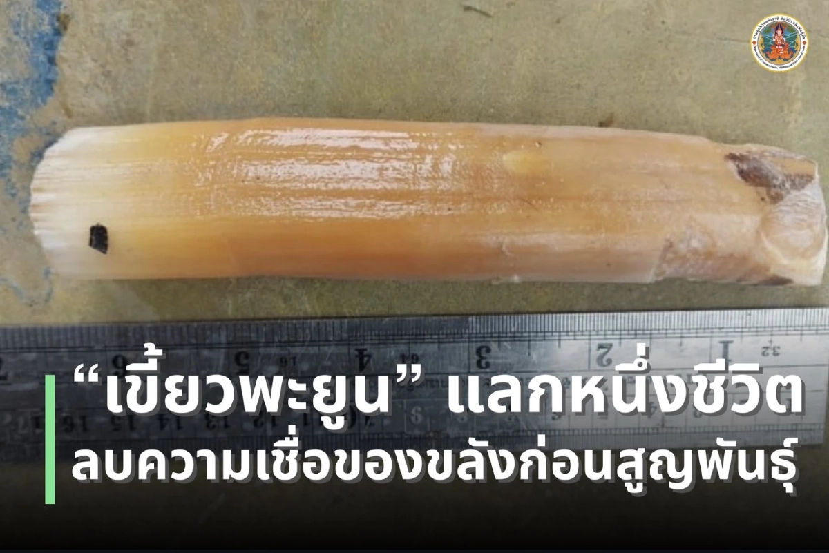 ใครลอบล่าค้า เขี้ยวพะยูน อย่าให้เหลือเพียงชื่อ 203 ชีวิตสุดท้าย