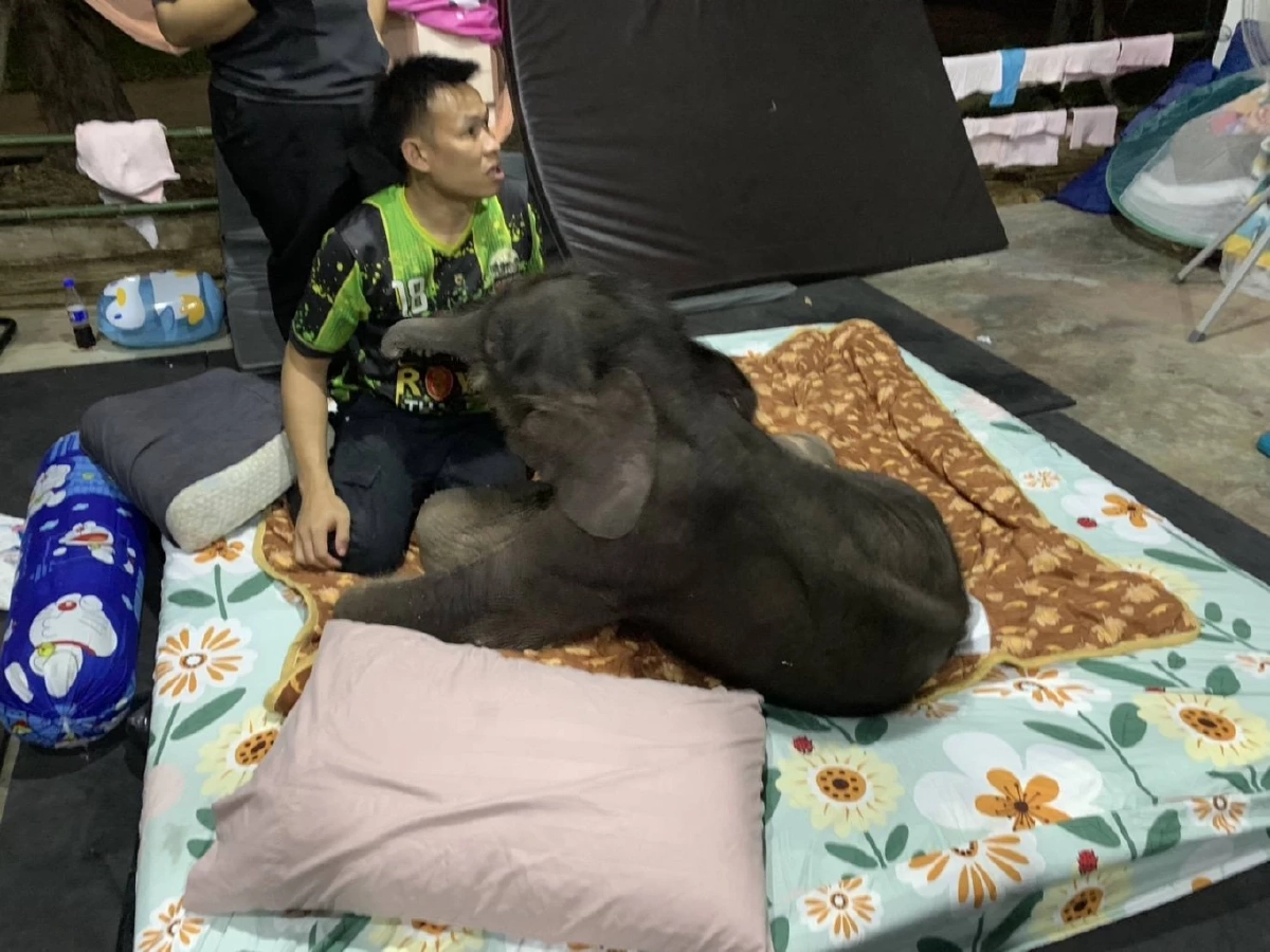 ข้าวต้ม อาการดีขึ้นต่อเนื่อง ทีมสัตวแพทย์เผยกำลังขาแข็งแรงขึ้น