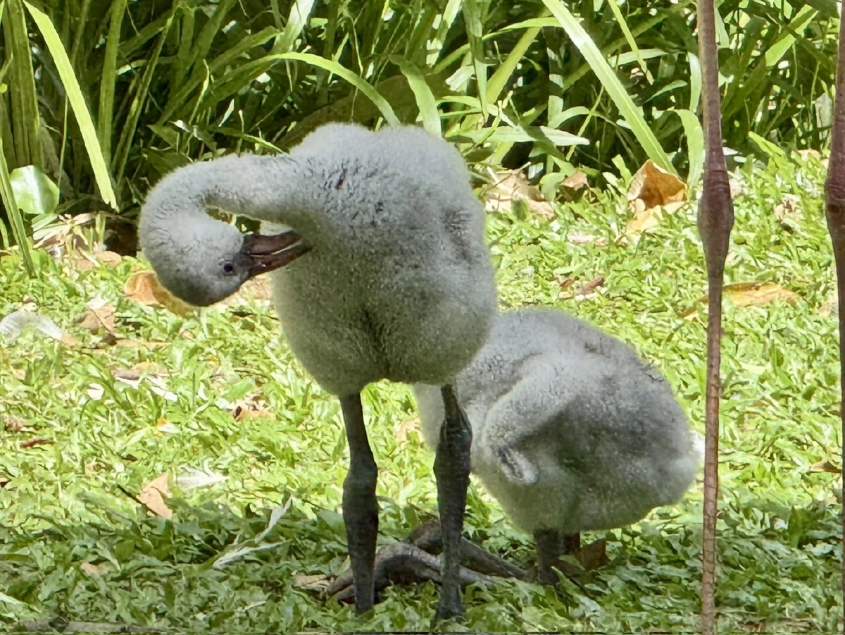 สวนสัตว์เปิดเขาเขียว ต้อนรับ “ลูกนกฟลามิงโก้” 3 ตัว สุขภาพแข็งแรงดี