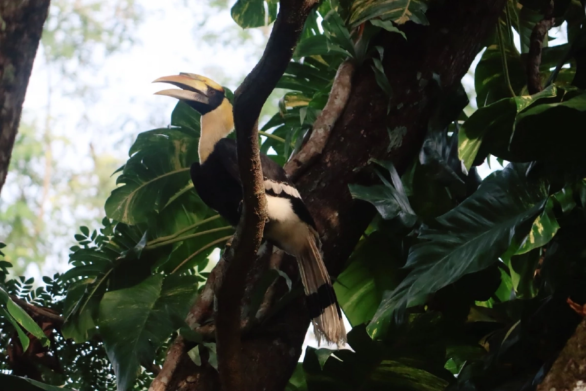 "นกกก" หรือ "นกกาฮัง" สัญลักษณ์แห่งรักแท้ของผืนป่าไทย