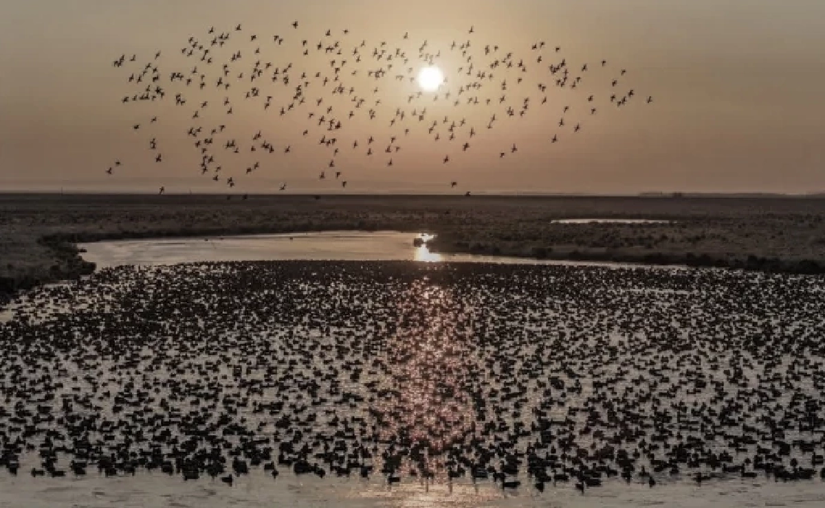 มหัศจรรย์! ฝูงนกอพยพนับพันรวมตัวเหนือน่านน้ำซงฮวา