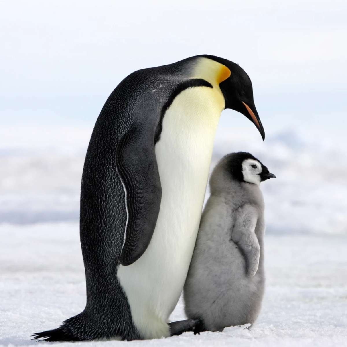 เปิดความจริง! หมีขั้วโลกกับเพนกวินไม่มีวันเจอกันตามธรรมชาติ