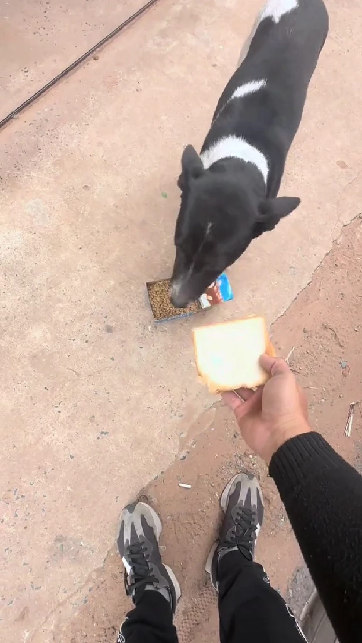 ถูกหักเงินก็ไม่หวั่น หนุ่มส่งขนมปังใจงาม คอยเลี้ยงอาหารหมาจร