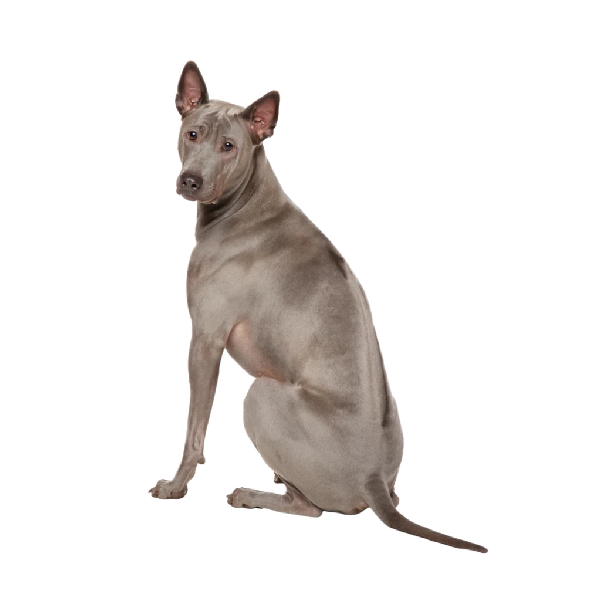 รู้จัก “สุนัขไทยหลังอาน” พันธุ์แท้สุดหายาก นักล่าแสนภักดีแห่งสยาม