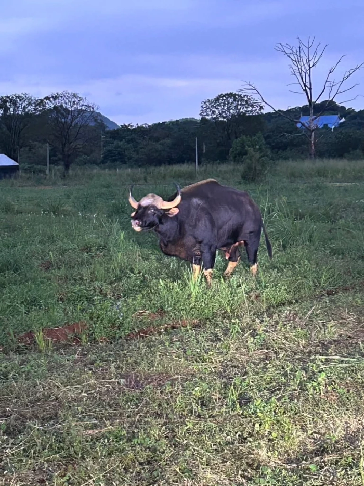 กระทิงบาดเจ็บโผล่วัดดังปากช่อง! เจ้าหน้าที่เร่งช่วยเหลือกลางดึก