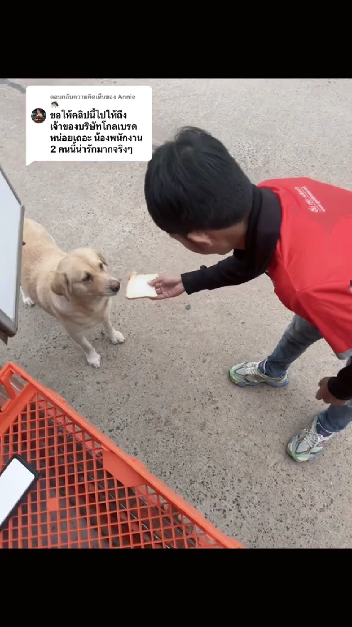 ถูกหักเงินก็ไม่หวั่น หนุ่มส่งขนมปังใจงาม คอยเลี้ยงอาหารหมาจร