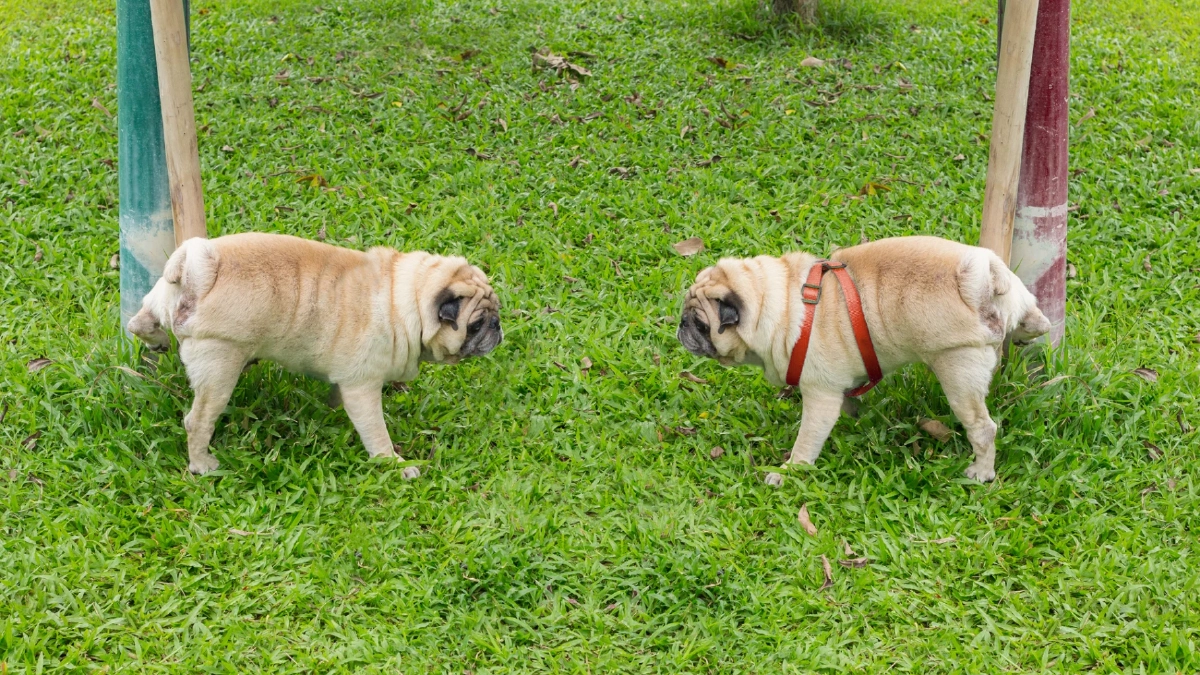 หมาฉี่ไม่เป็นที่ทั่วบ้าน! เปิดเคล็ดลับฝึกน้องให้ฉี่ถูกจุด