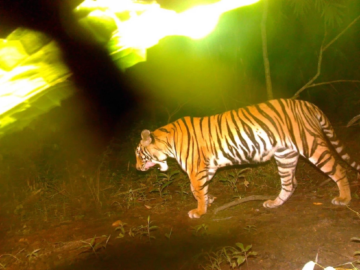 ข่าวดีพบ “ลูกเสือโคร่งไทรโยค” ตัวใหม่ ยืนยันป่าไทยยังอุดมสมบูรณ์