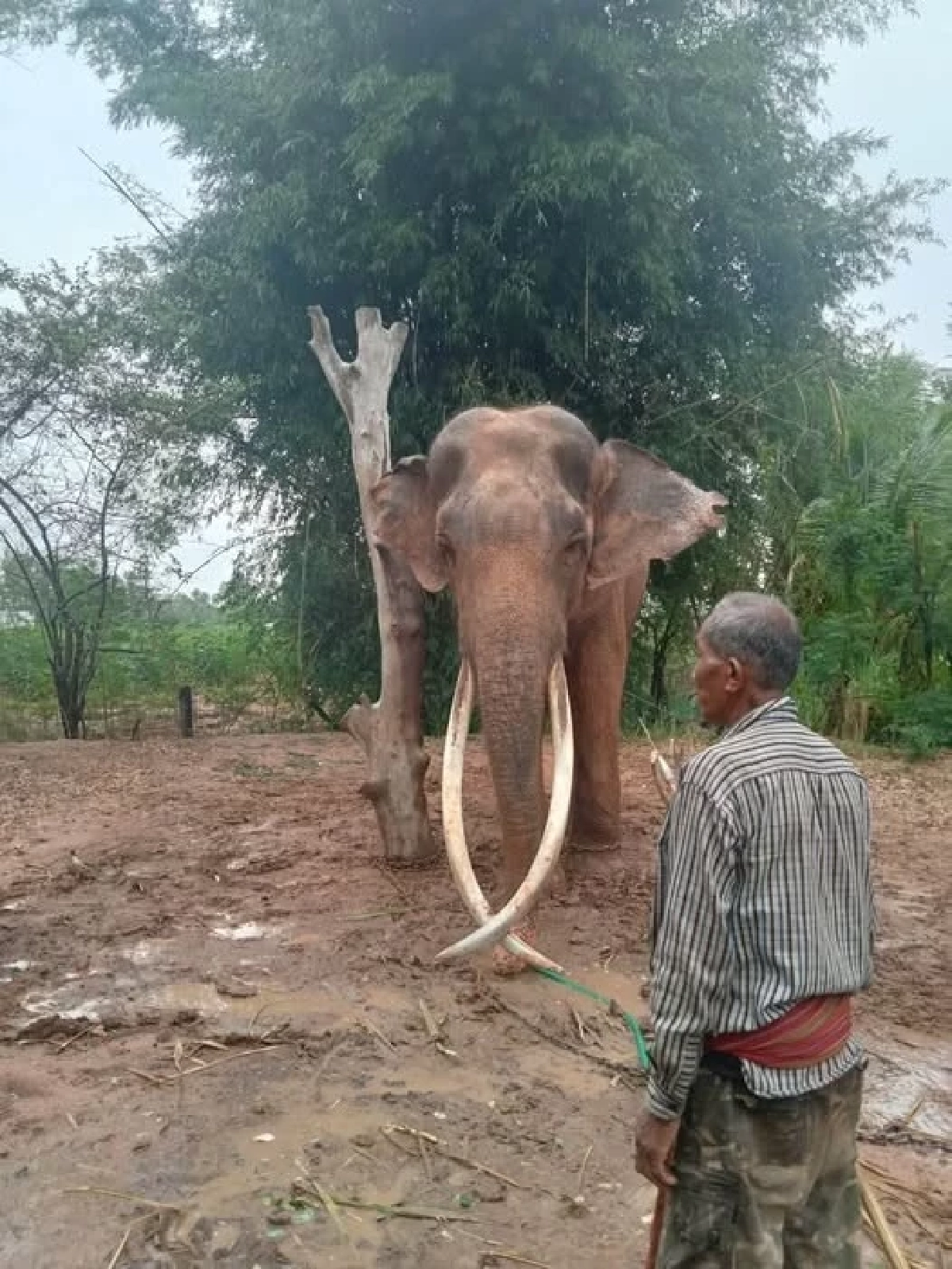 เปิดสาเหตุ คาดทำ\"พลายสมคิด\"ล้มกะทันหัน เจ้าของเศร้าสุดใจ