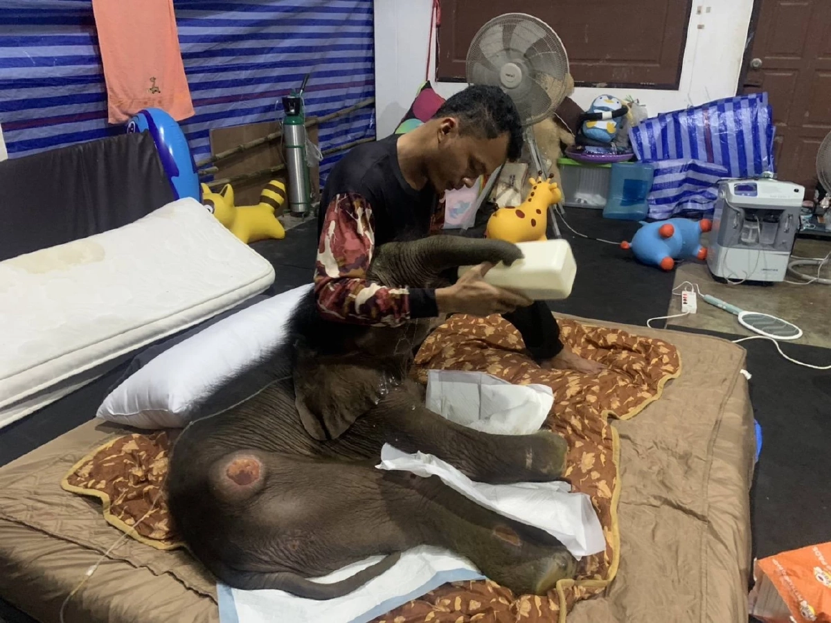 ข้าวต้ม สู้ชีวิต ทีมสัตวแพทย์เร่งรักษาติดเชื้อไวรัสเฮอร์ปีส์