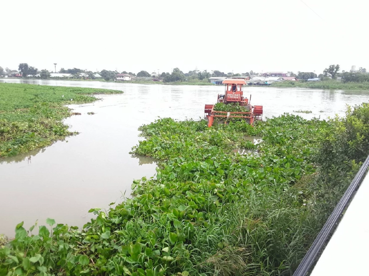 กรมโยธาธิการและผังเมือง ส่งเรือกำจัดผักตบชวาในแม่น้ำท่าจีน แก้ปัญหาการระบายน้ำ