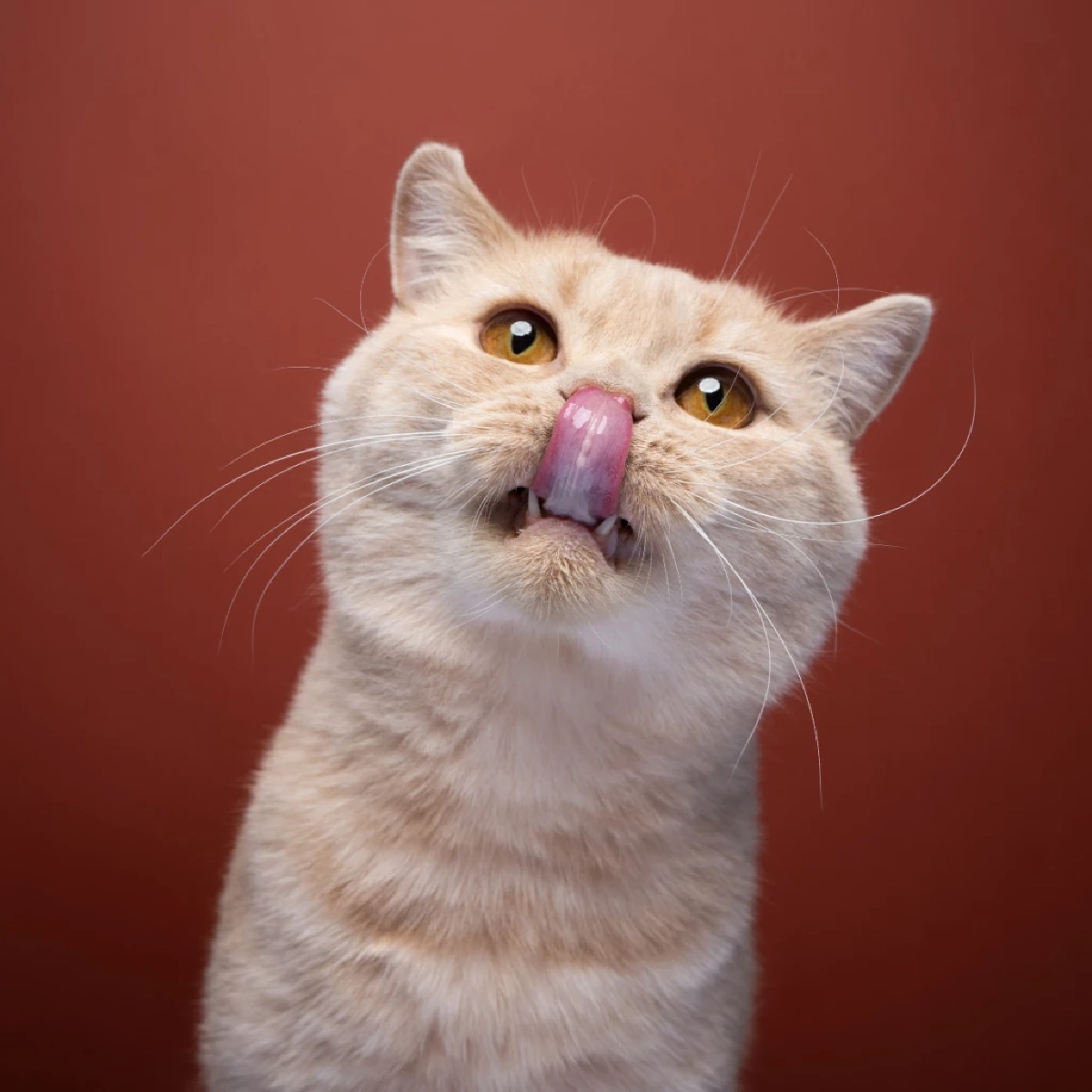 ทำไมแมวเลียคุณ? ความลับความรักที่เจ้าของต้องรู้