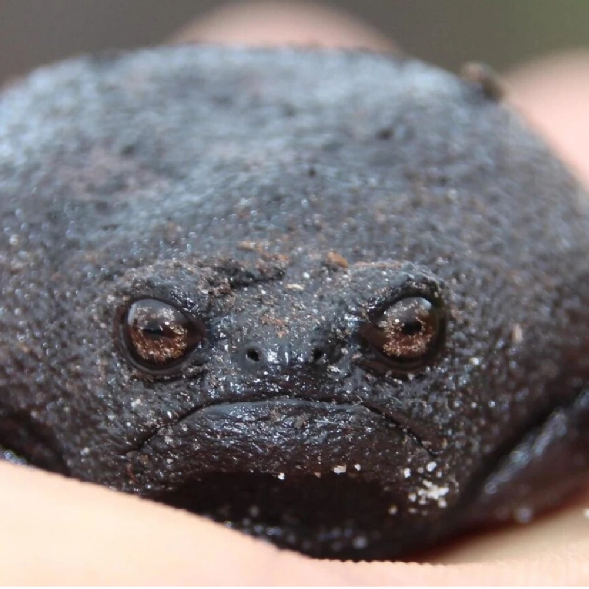 &quot;รู้จักกบฝนดำ (Black Rain Frog) กบหน้าบึ้งสุดน่ารักจากแอฟริกาใต้&quot;