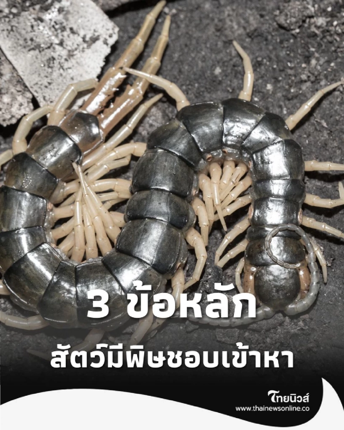 3 สิ่งหลักที่ ดึงดูดสัตว์มีพิษ หยุดทำตอนนี้ก่อนจะสายไป