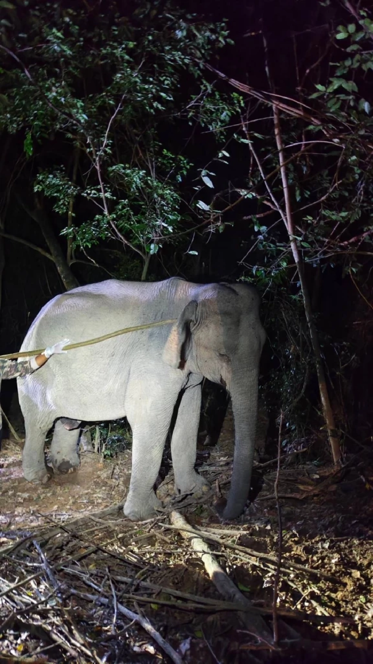 เจ้าหน้าที่ อช.กุยบุรี ร่วมกับสัตวแพทย์ เร่งรักษาช้างป่า