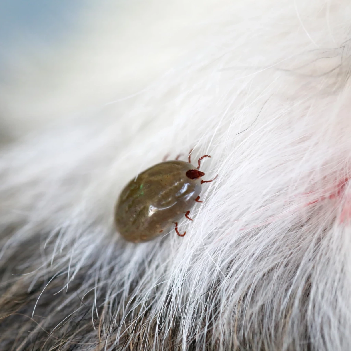 &quot;เตือนโรคติดเชื้อไวรัสจากเห็บสู่คน ระบาดหนักปีใน 68&quot;